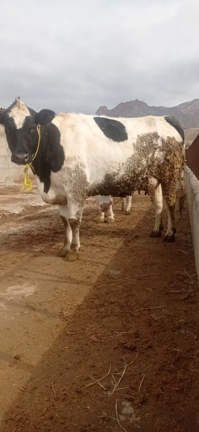 گاو هلشتاین|حیوانات مزرعه|ماهنشان, |دیوار