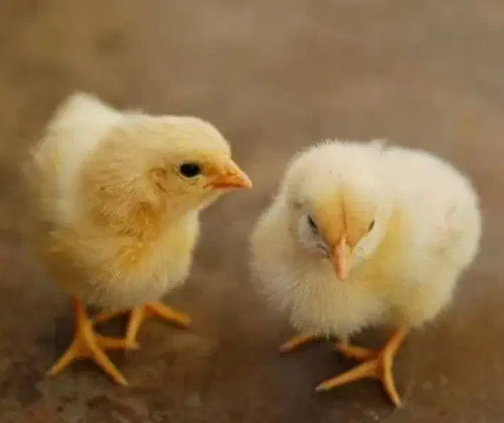 جوجه گوشتی راس|حیوانات مزرعه|قم, نیروگاه|دیوار