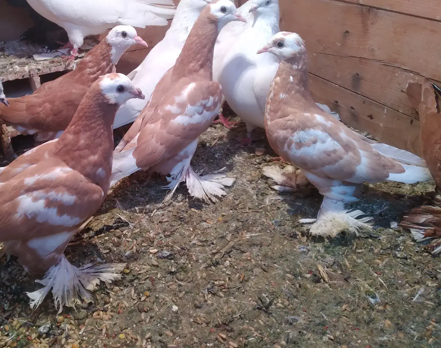 کبوترپاپر|پرنده|ارومیه, |دیوار