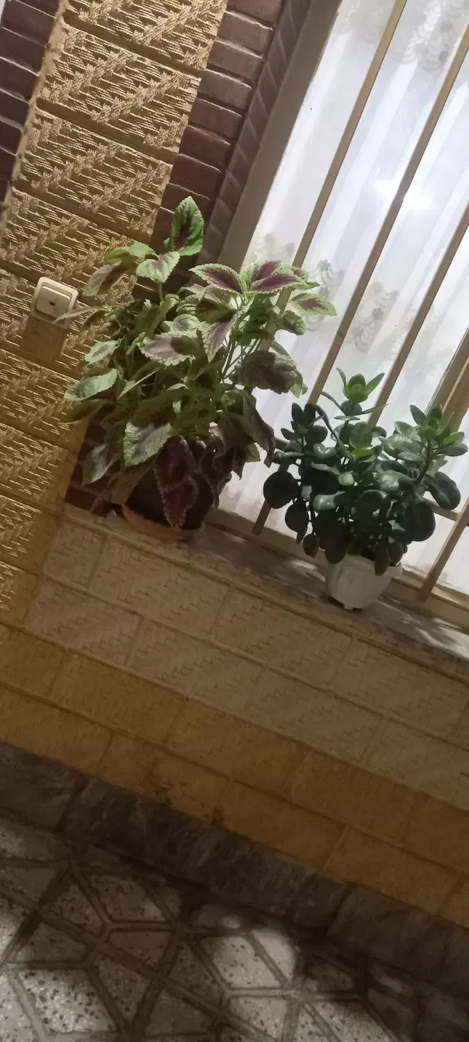 گل های طبیعی|گل و گیاه طبیعی|بروجرد, |دیوار