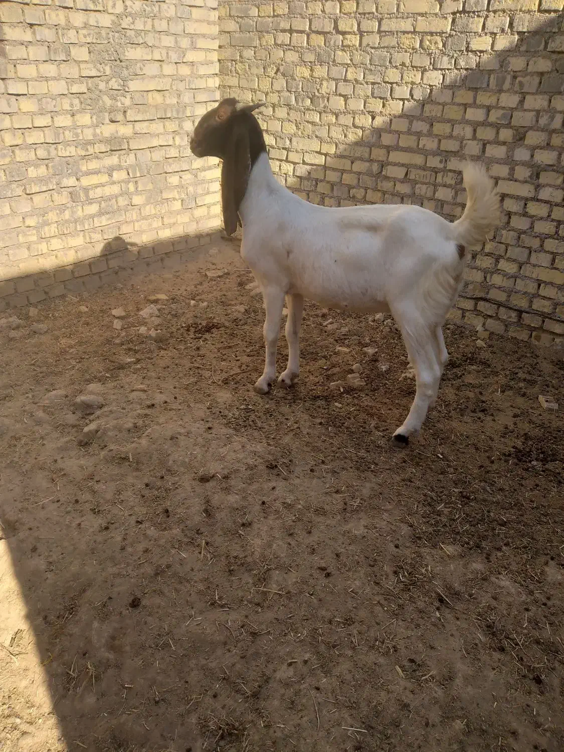 بزافعانی|حیوانات مزرعه|باوی, |دیوار