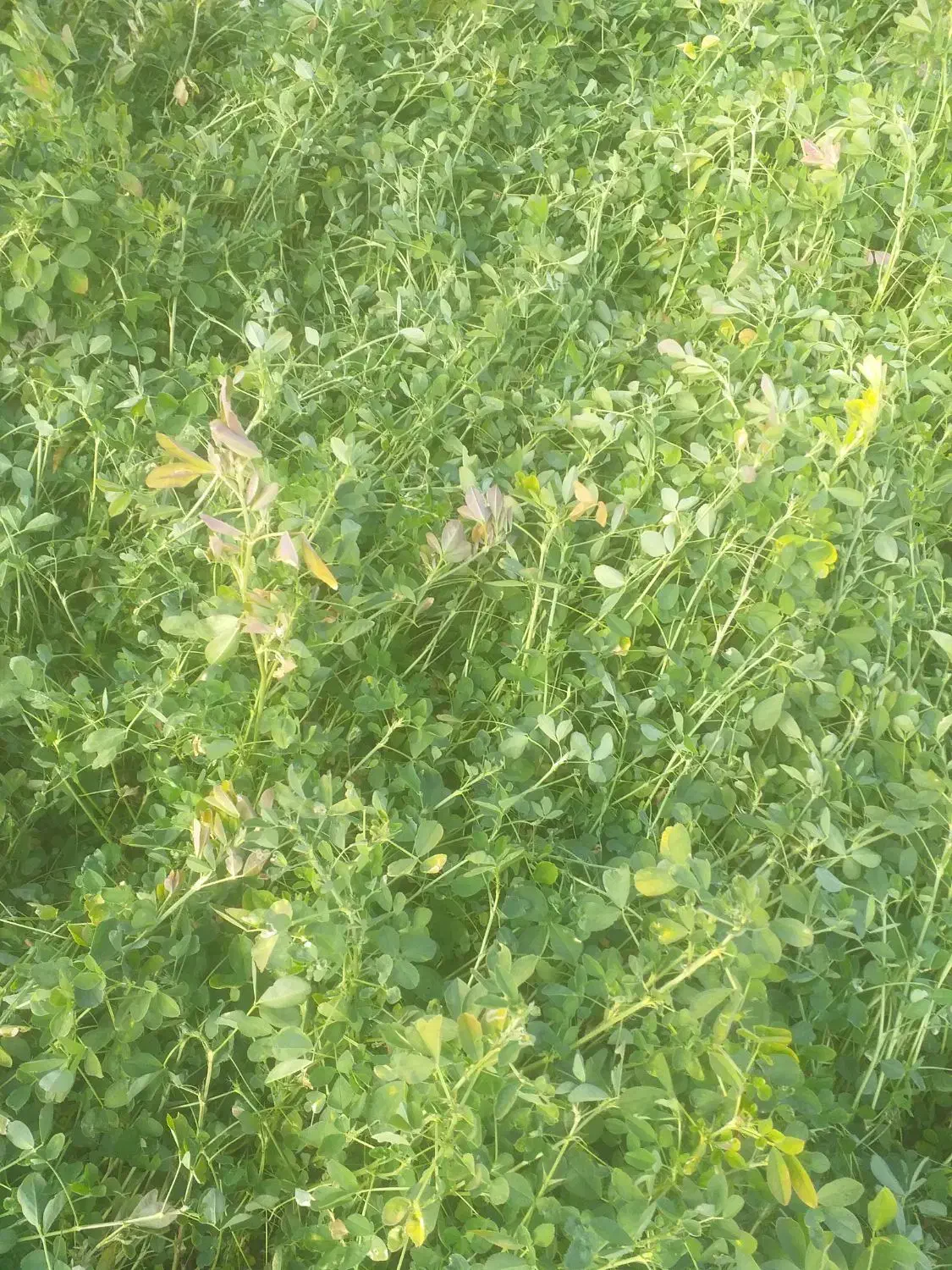 فروش علف یونجه خالص|حیوانات مزرعه|بناب, |دیوار