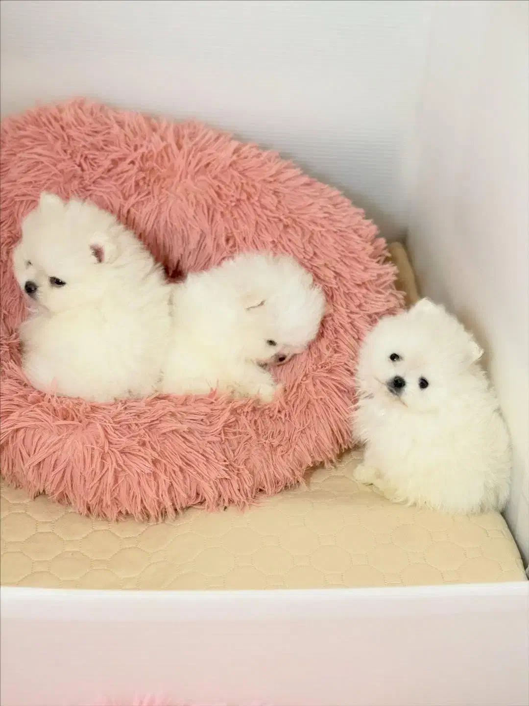 سگپامرانین.اصل وارداتی|سگ|تهران, هوانیروز|دیوار