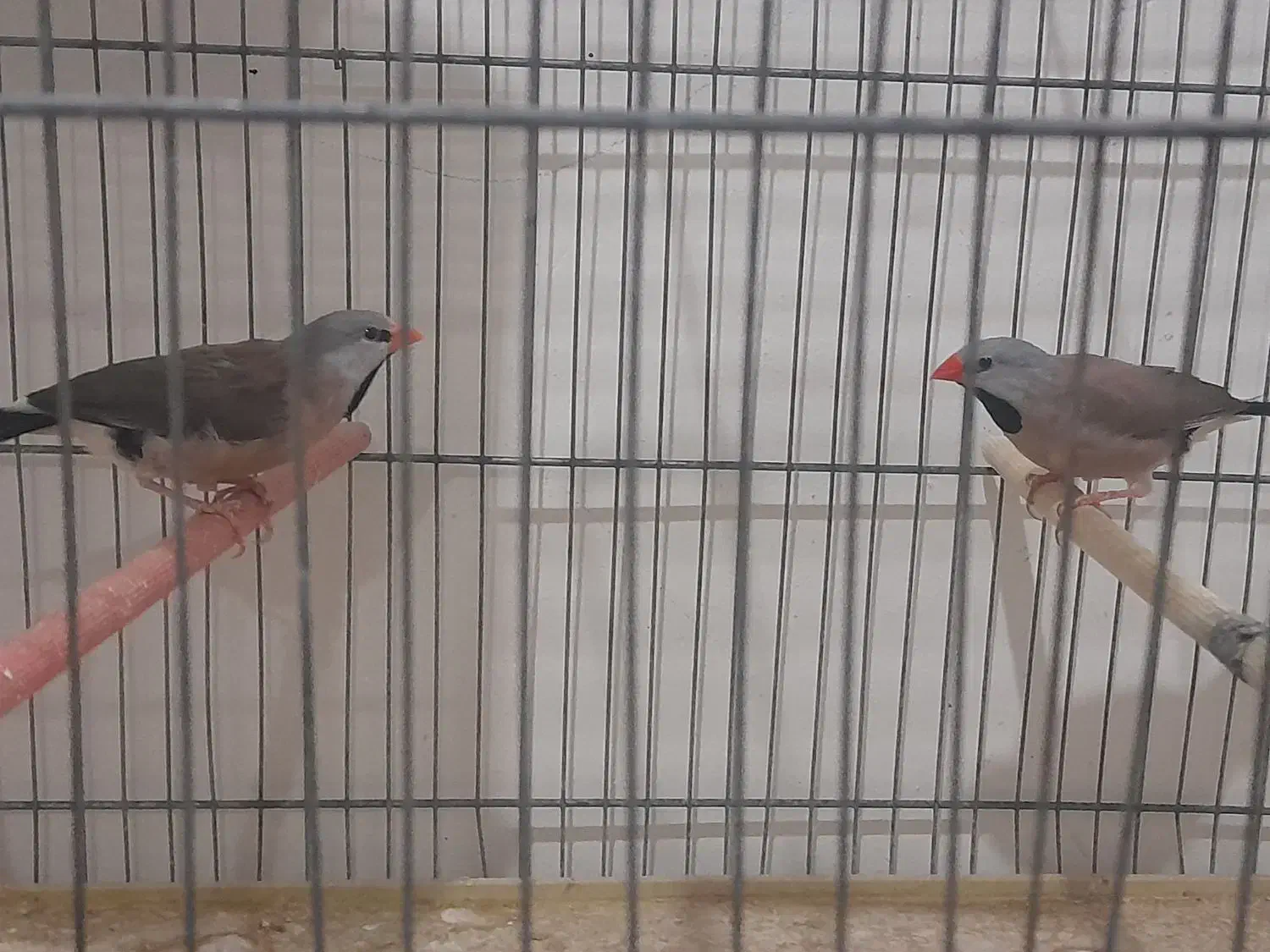 فنچ کرباتی رنگ خاص|پرنده|قم, ارم|دیوار