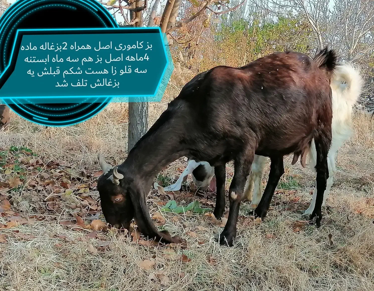 فروش تعدادی بزغاله اصل و یک نر ویک بز|حیوانات مزرعه|بوکان, |دیوار