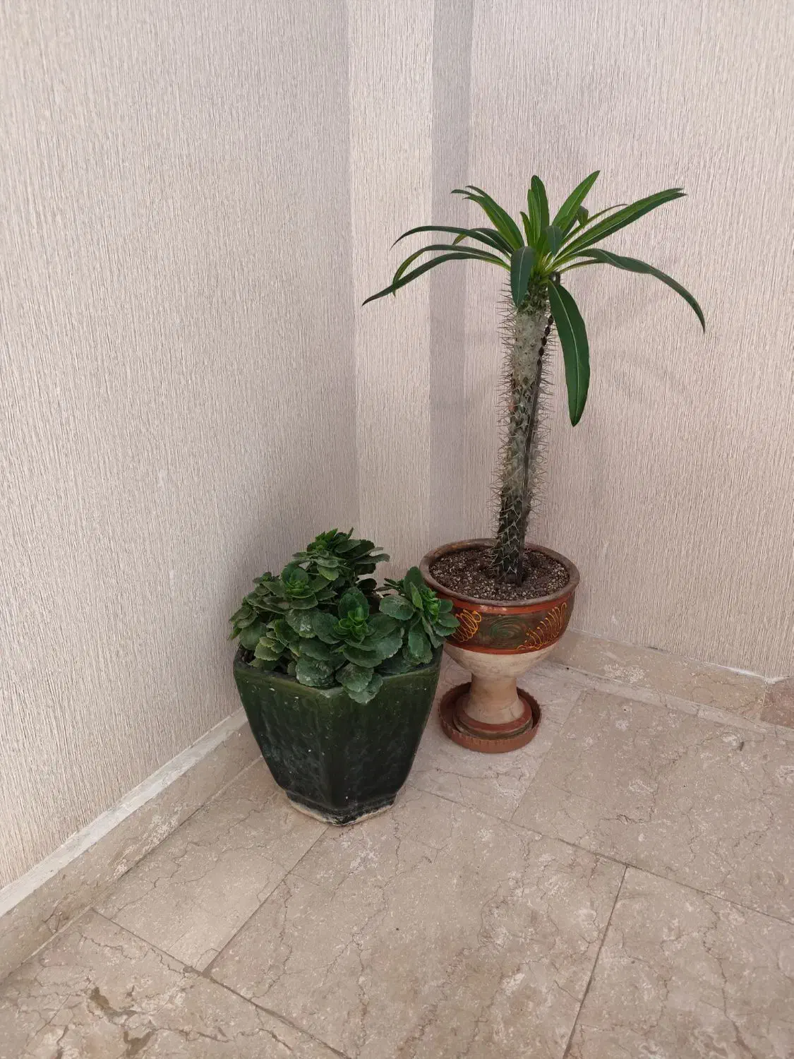 دو عدد گل|گل و گیاه طبیعی|اردبیل, |دیوار