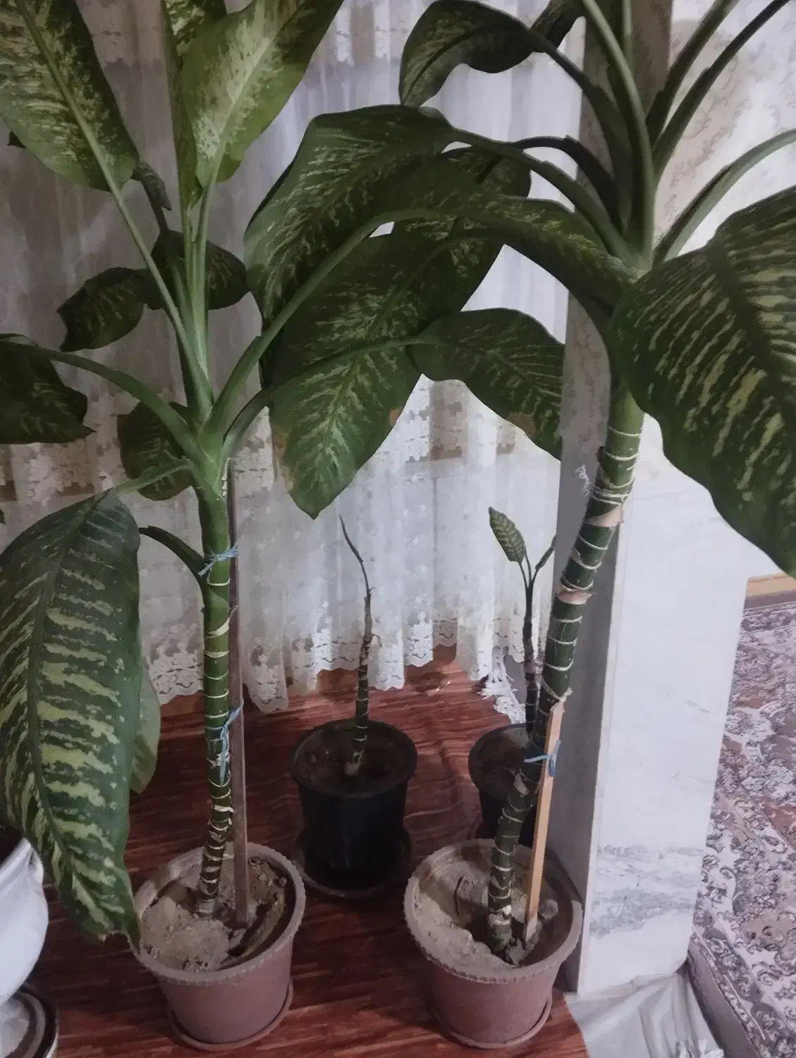 گل دیفن باخیا|گل و گیاه طبیعی|اسلامشهر, مظفریه|دیوار