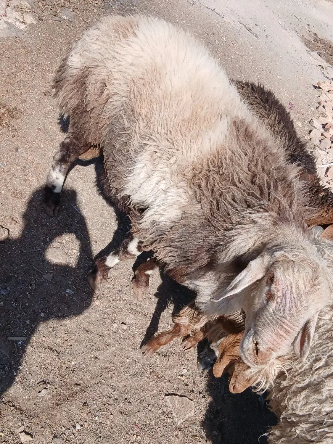 بره شیشک|حیوانات مزرعه|بیرجند, |دیوار