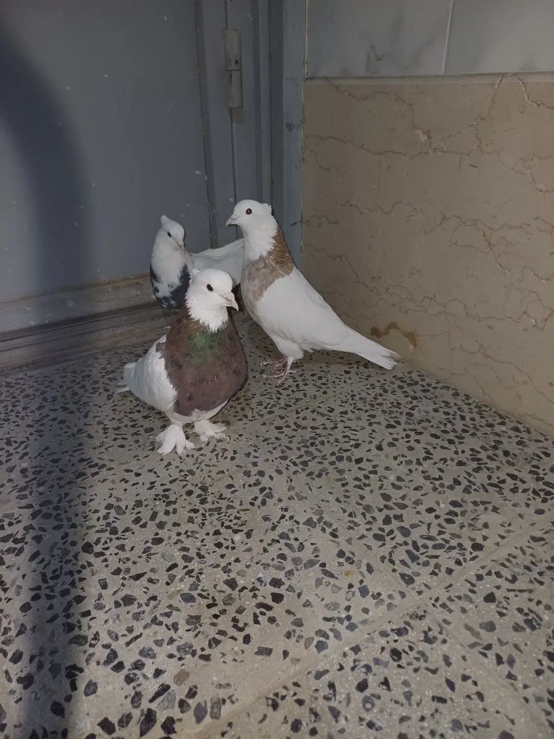 طوقی و زاغ|پرنده|شهرکرد, |دیوار