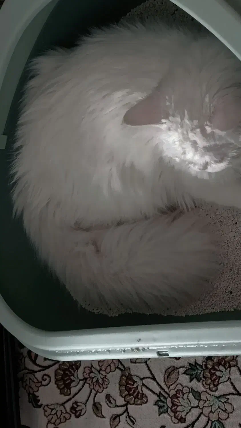 گربه تربیت شده|گربه|ایرانشهر, |دیوار