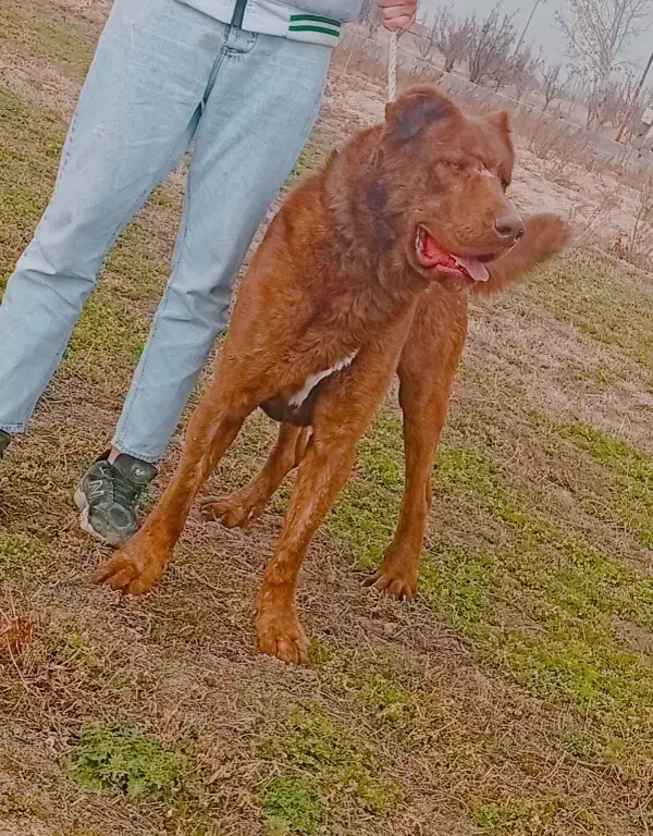 سگ خراسان|سگ|تهران, امجدیه (خاقانی)|دیوار