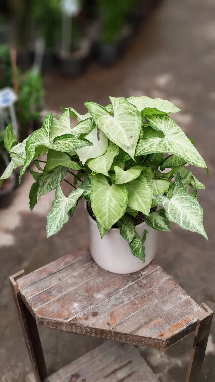 گل-گلخانه-گلخونه|گل و گیاه طبیعی|مشهد, شهید مطهری|دیوار