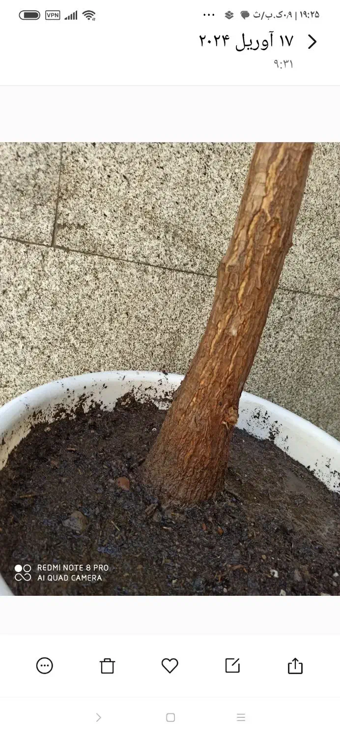 یوکا،تنه درختی|گل و گیاه طبیعی|دهدشت, |دیوار