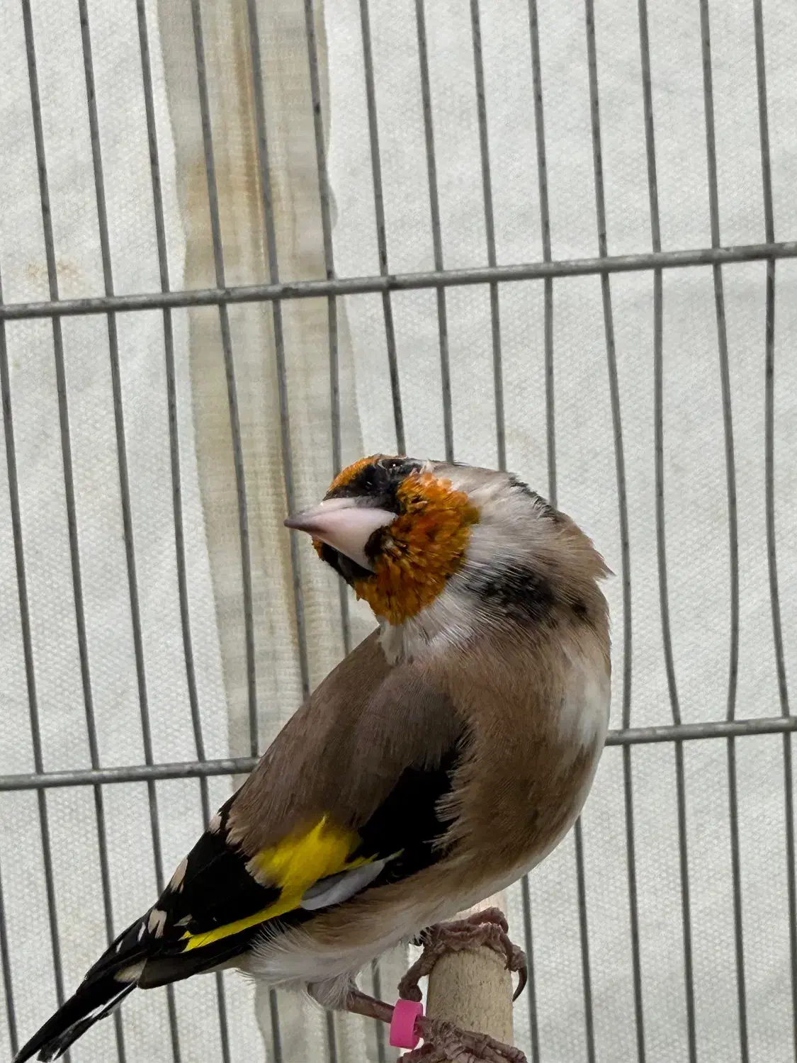 سهره زاغ سیاه سر|پرنده|تهران, کوی بیمه|دیوار