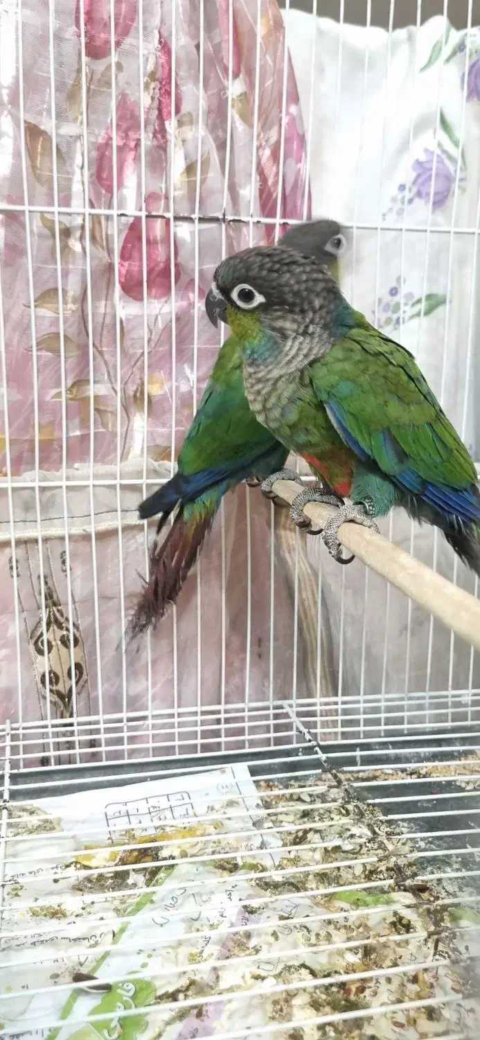 کریمسون نر|پرنده|مشهد, کارمندان دوم|دیوار