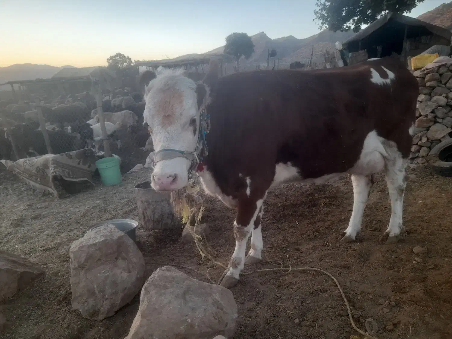 گاو و گوساله|حیوانات مزرعه|پلدختر, |دیوار