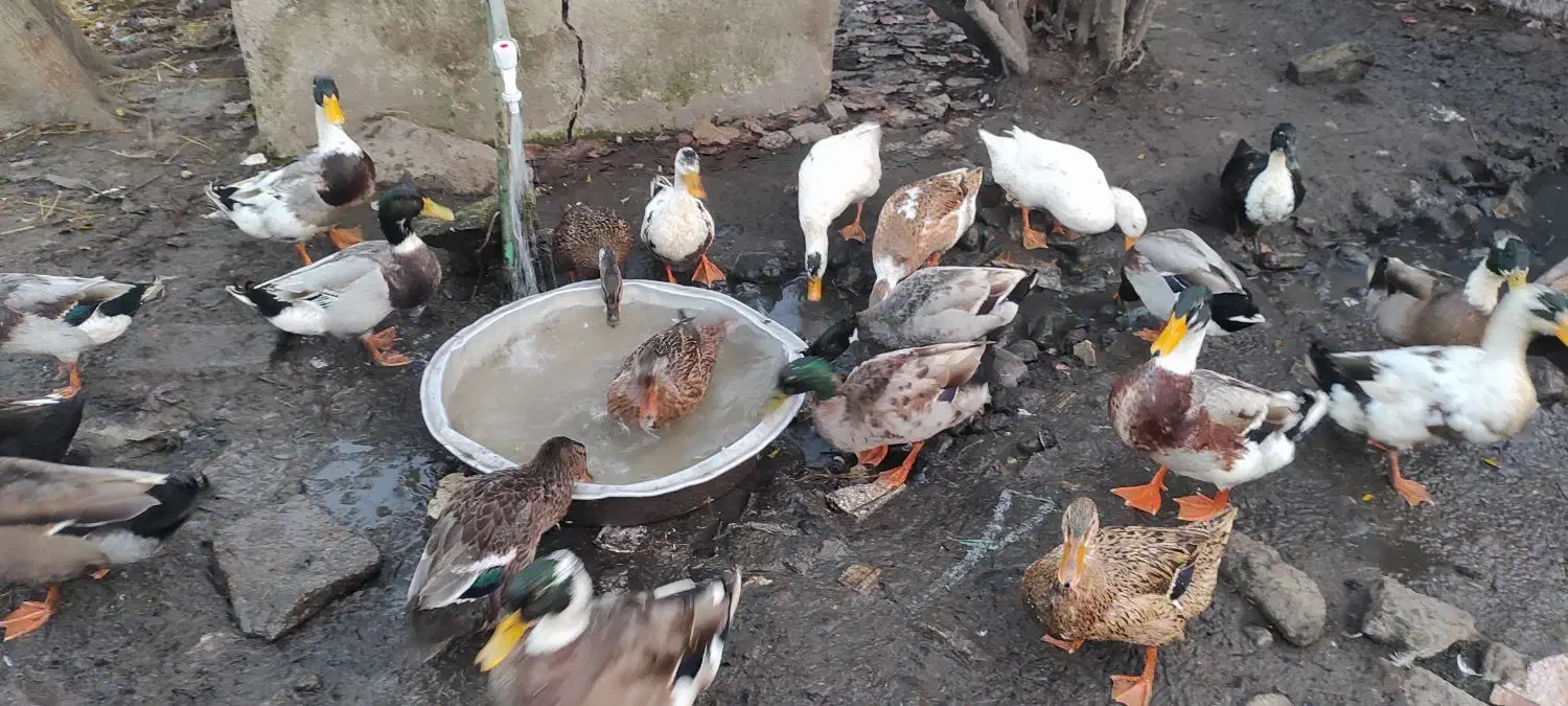 اردک نر فروشی|حیوانات مزرعه|لنگرود, |دیوار