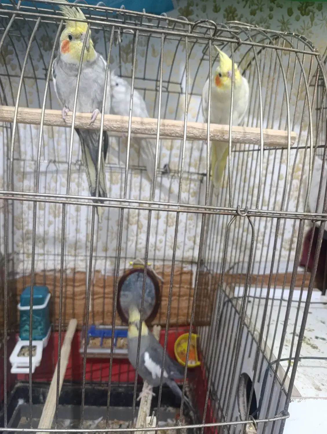 عروس هلندی|پرنده|خرمشهر, |دیوار