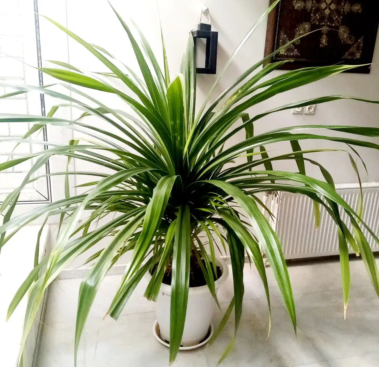 پاندانوس ابلق زیبا مناسب فضاهای بزرگ مانند لابی|گل و گیاه طبیعی|اصفهان, خانه اصفهان|دیوار