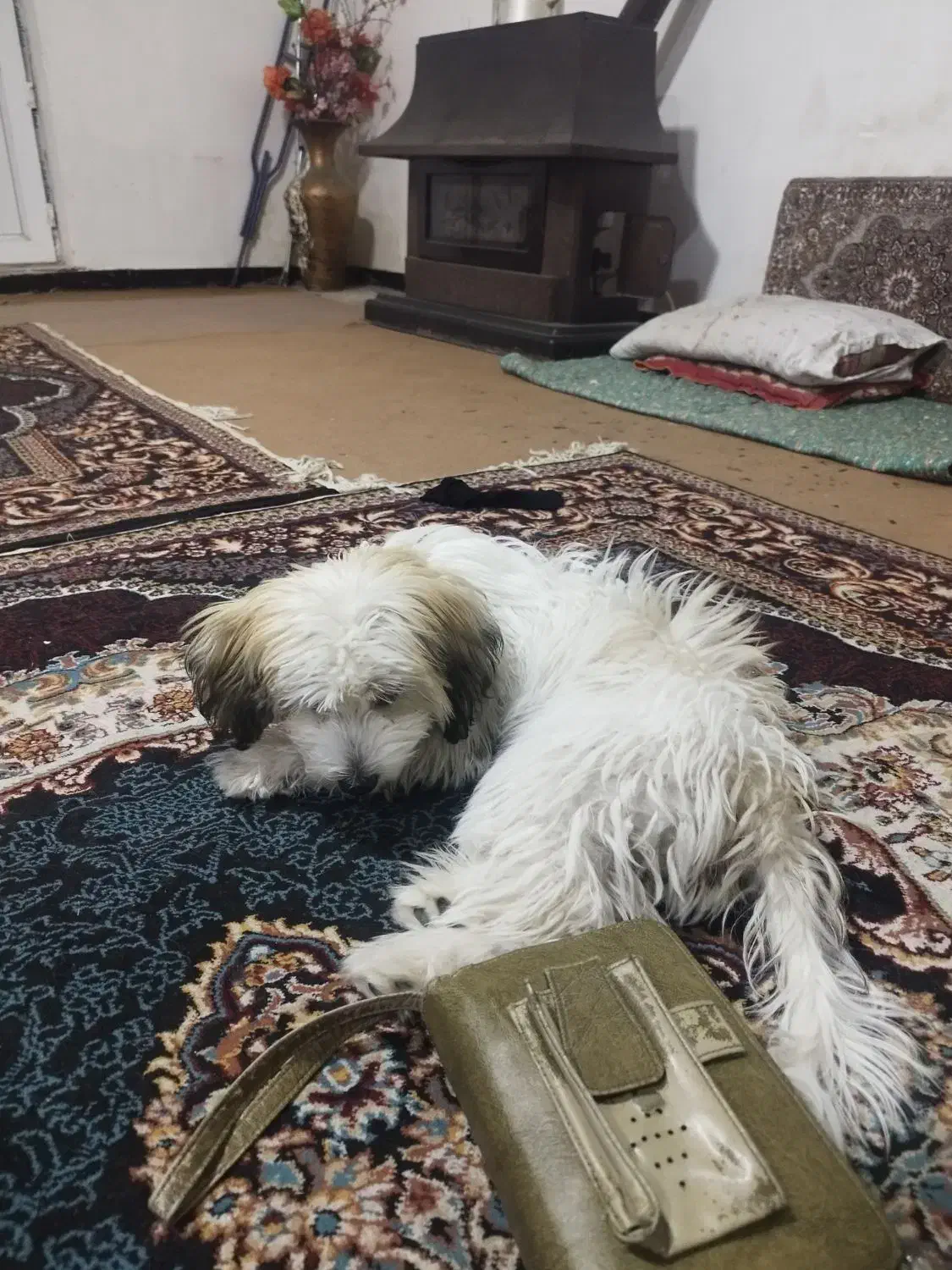 خریدوفروش سگ|سگ|دیواندره, |دیوار