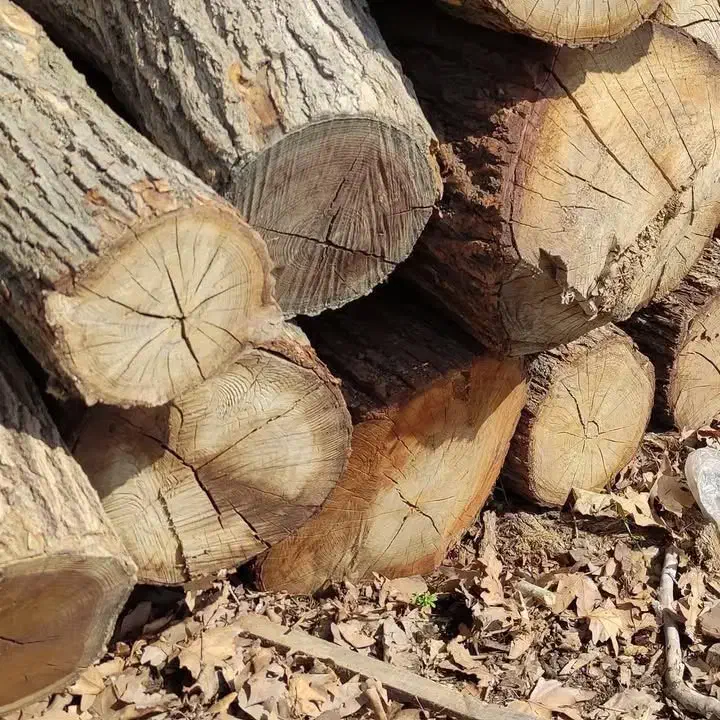 خریدار چوب به قیمت|خدمات باغبانی و درختکاری|دورود, |دیوار