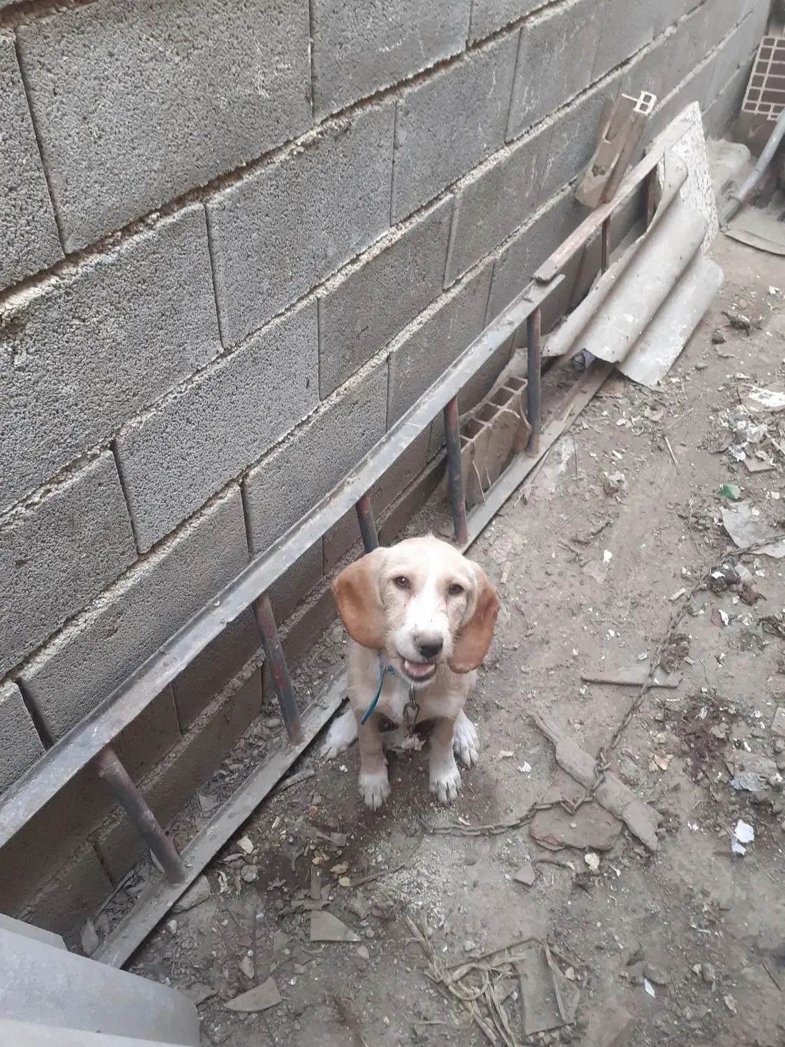 سگ دنبلانی|سگ|صادق آباد, |دیوار