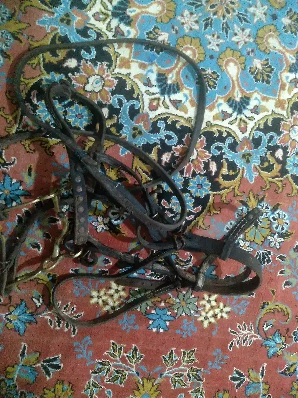 گردنی اسب|اسب و تجهیزات اسب‌سواری|گنبد کاووس, |دیوار