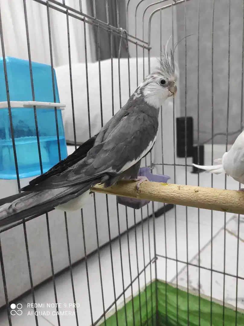 عروس هلندی جفت مولد خ الهیه ۱۱/۱۳|پرنده|بندرعباس, |دیوار