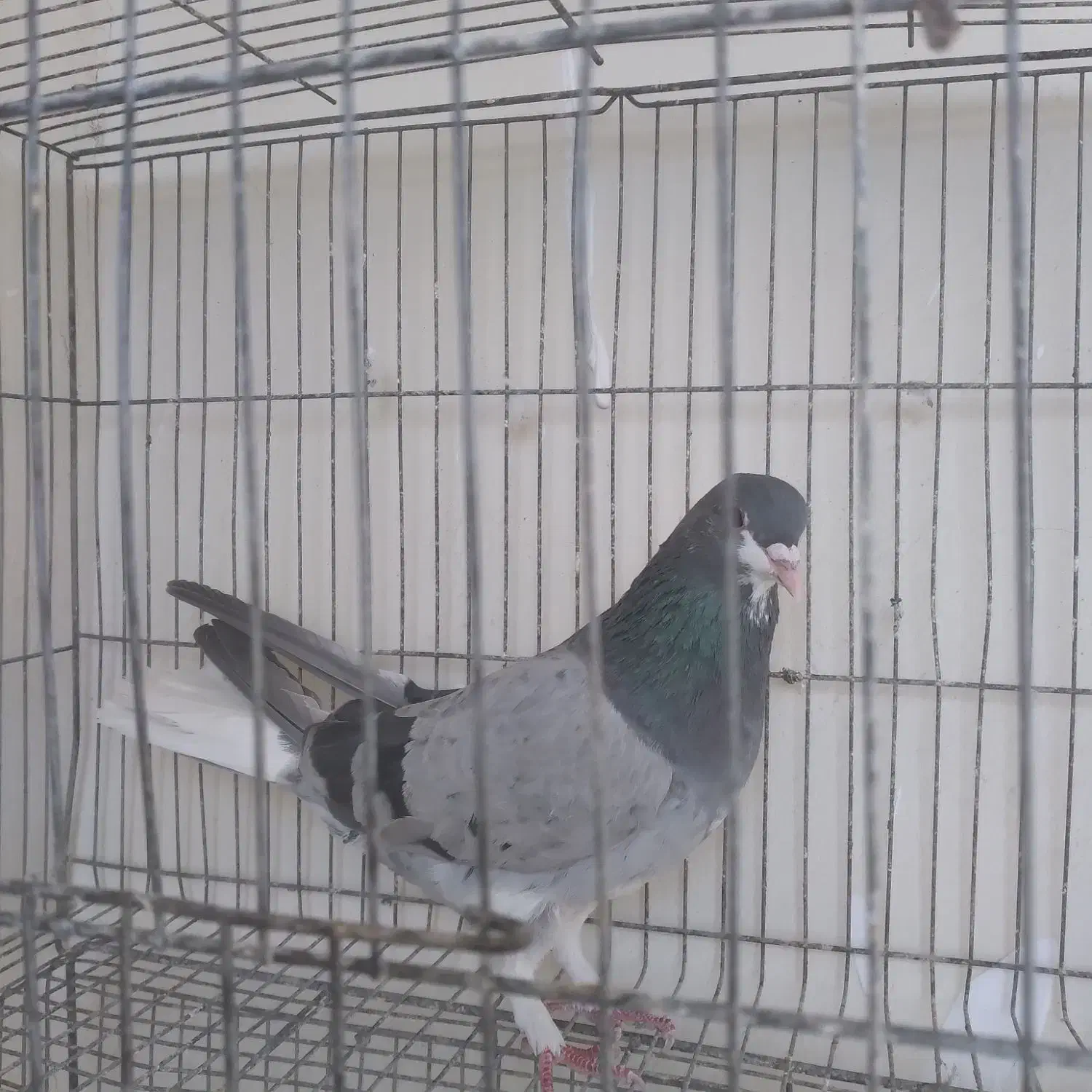 سیاه پشت|پرنده|اصفهان, شهرک زاینده رود|دیوار