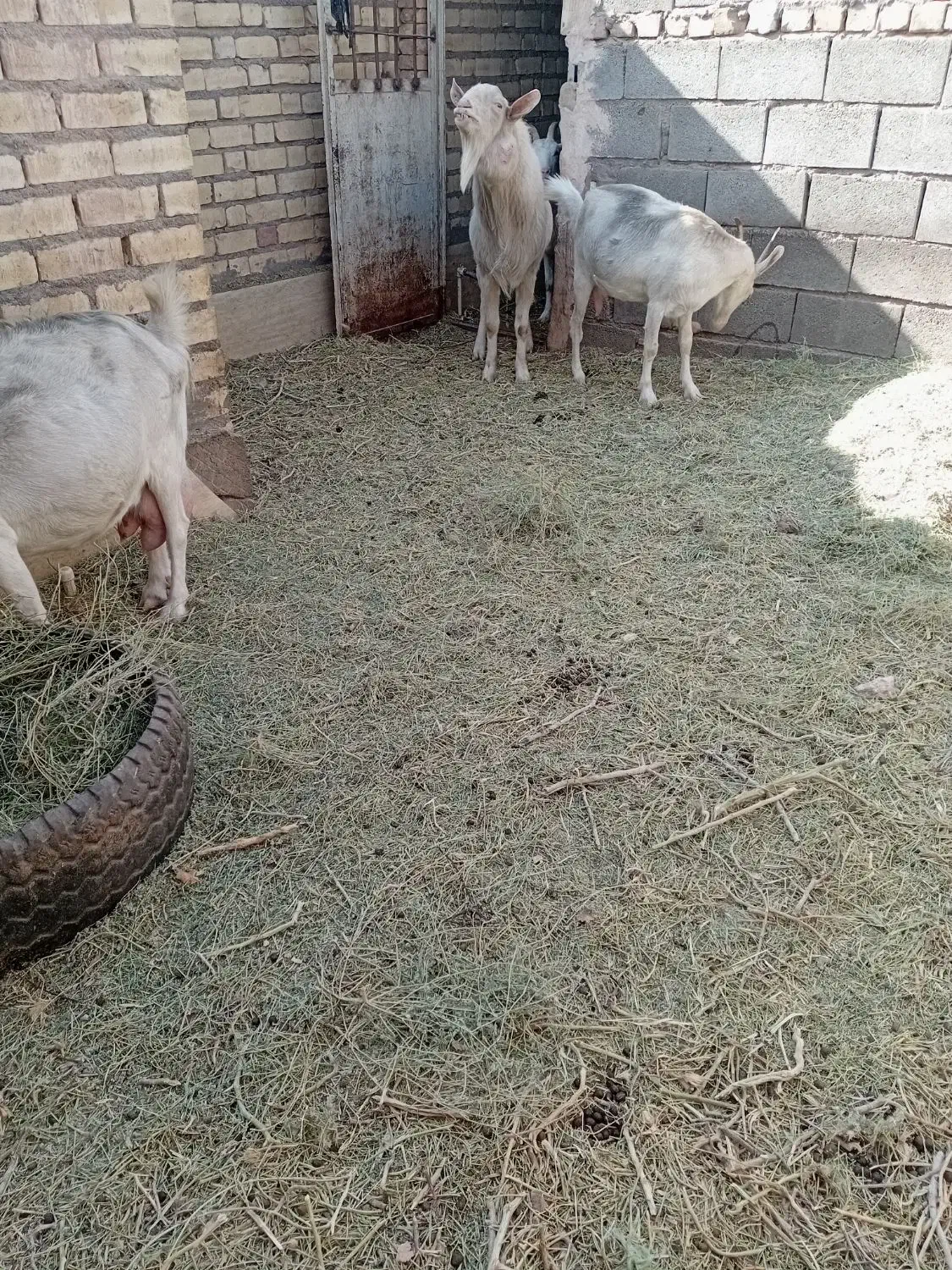 بزسانا|حیوانات مزرعه|رفسنجان, |دیوار