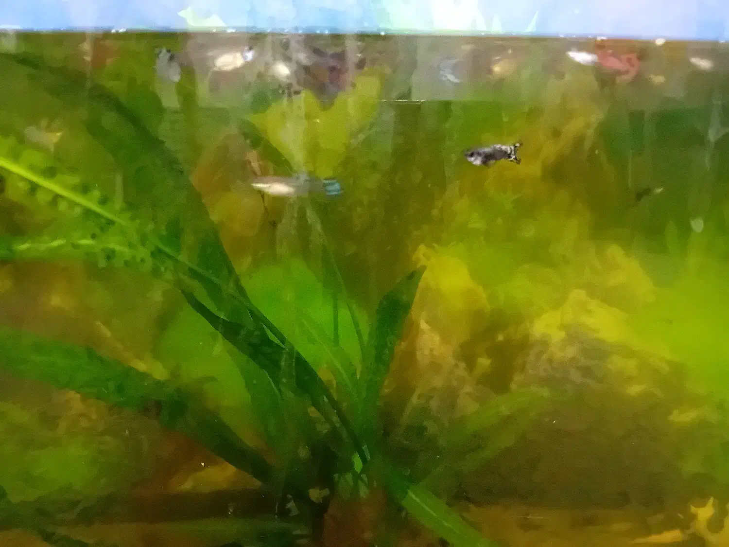 ماهی گوپی|ماهی|شاهرود, |دیوار