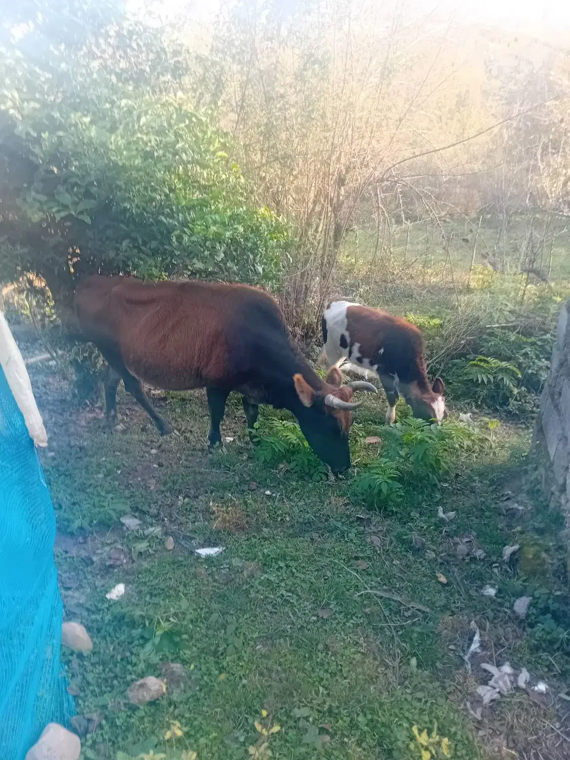 گاو چالوسی ب همراه گوساله|حیوانات مزرعه|سیاهکل, |دیوار