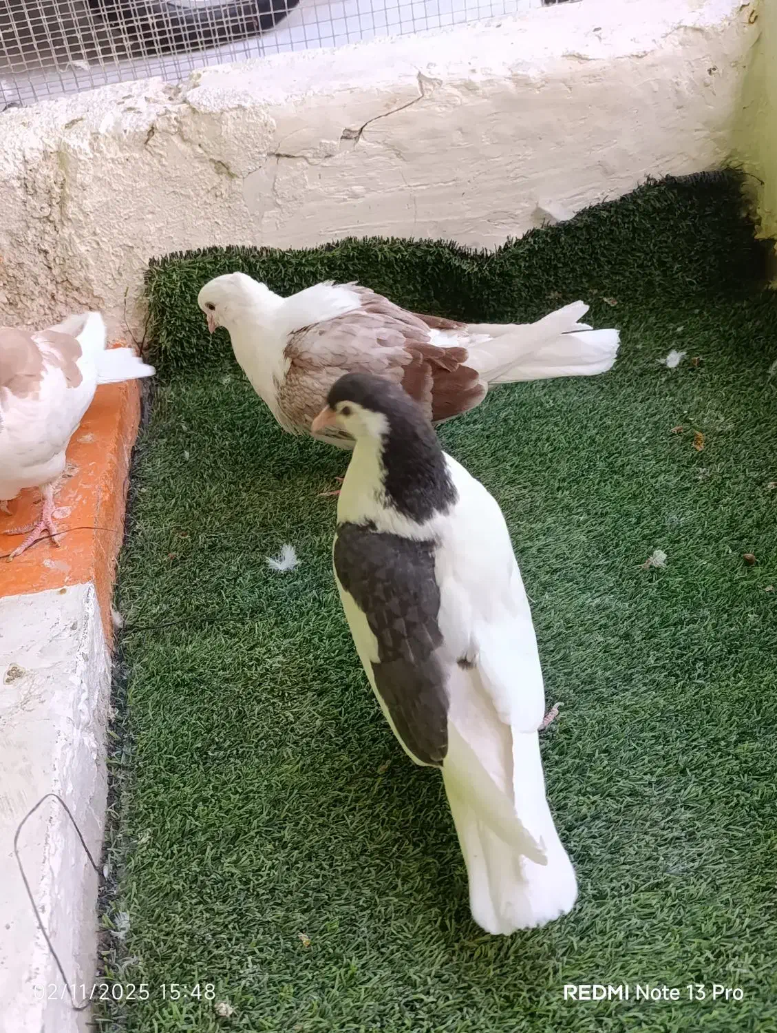 تابلو فرش کفتر|تابلو فرش|بیرجند, |دیوار