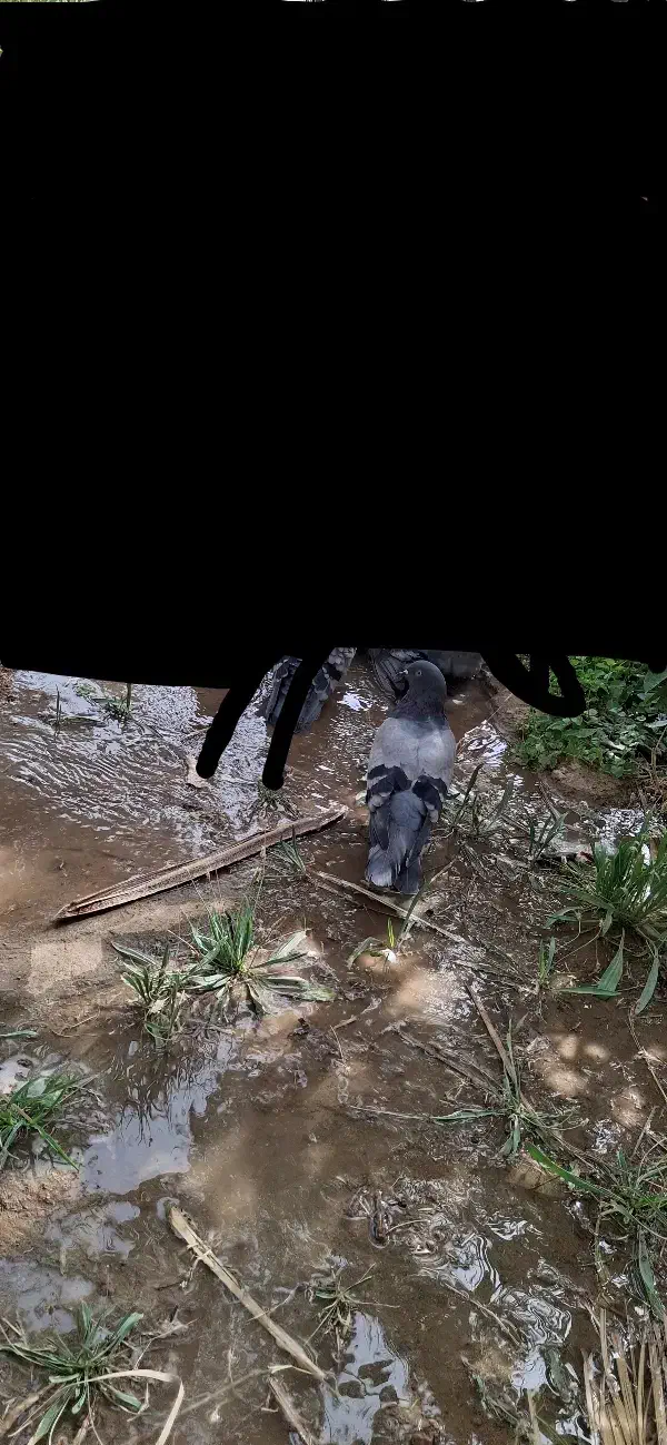 سبز ماده در حد کلافه|پرنده|ریگان, |دیوار