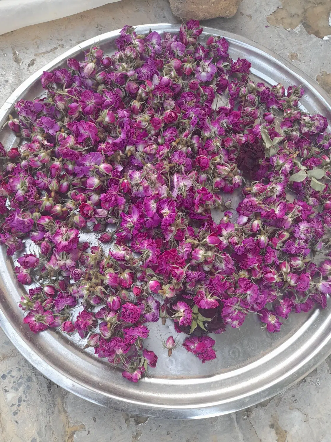 گل محمدی|گل و گیاه طبیعی|بروجرد, |دیوار
