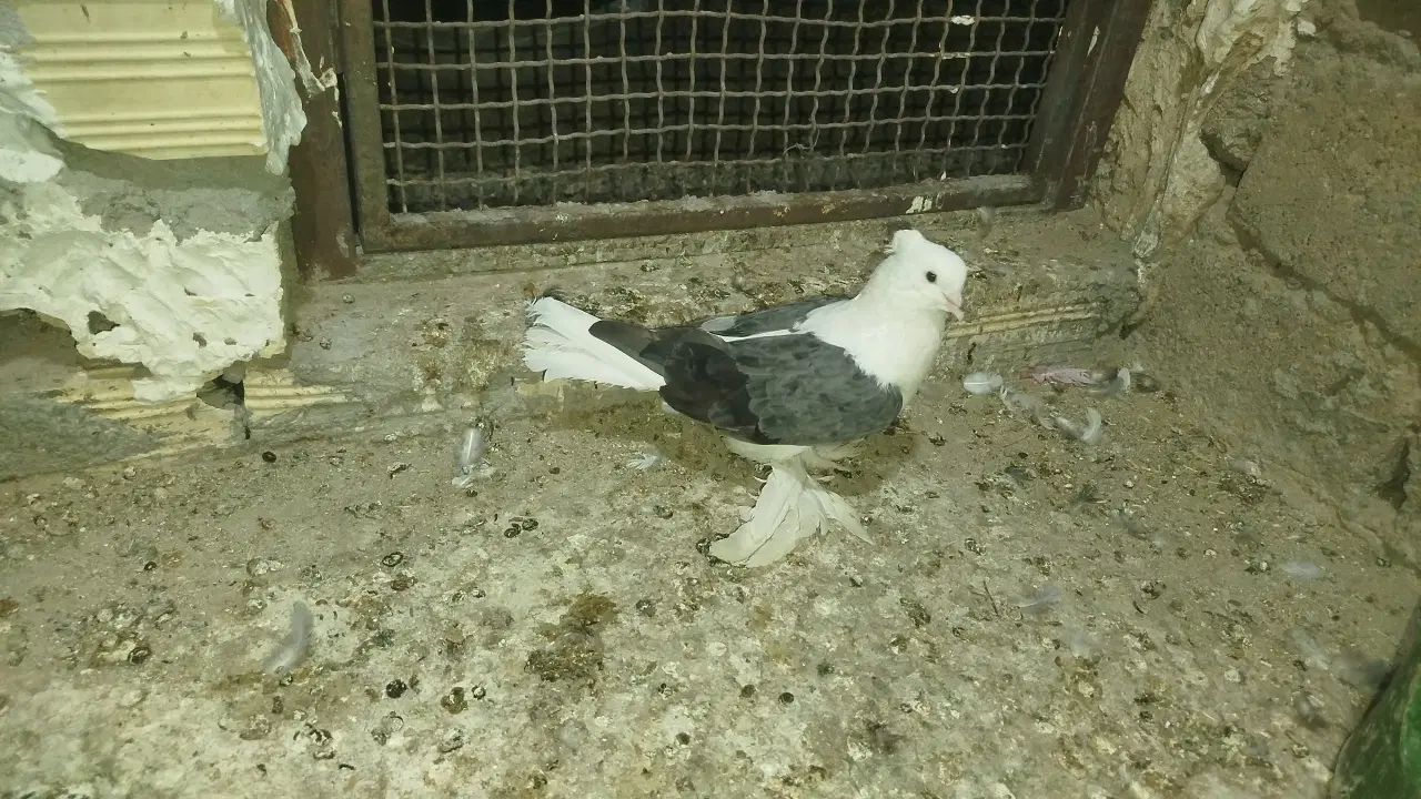 سفید|پرنده|ریگان, |دیوار