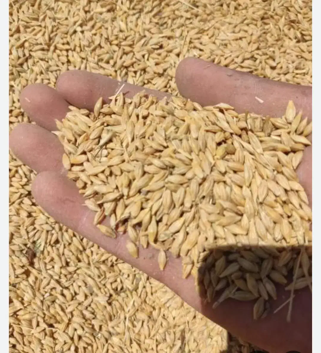 جو فروشی|خوردنی و آشامیدنی|مرودشت, ثبت احوال|دیوار