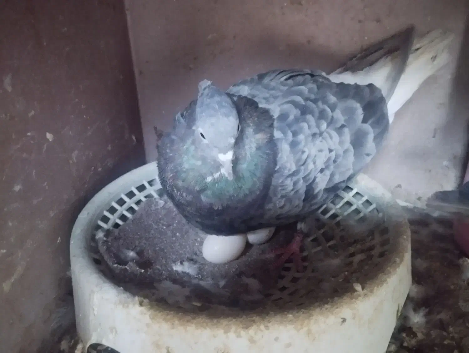 دم سفید|پرنده|اهواز, زیتون کارمندی|دیوار