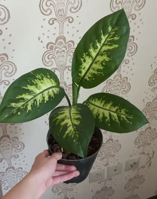 گل دیفن باخیا|گل و گیاه طبیعی|مرودشت, دولت آباد|دیوار