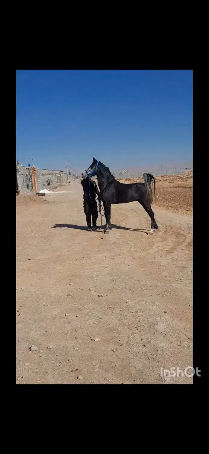 اسب|اسب و تجهیزات اسبسواری|فولادشهر, B6|دیوار