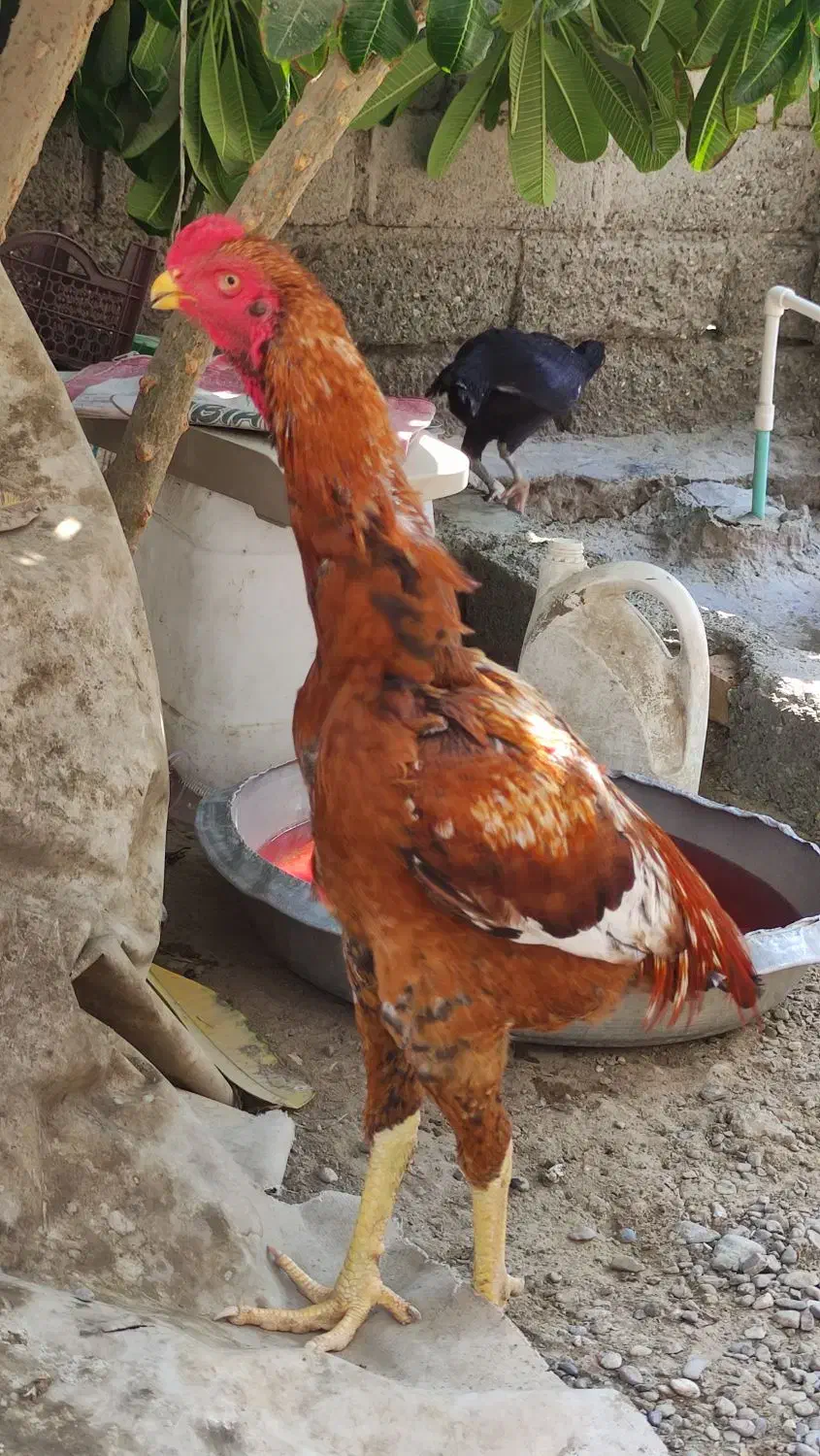 فروش خروس|حیوانات مزرعه|میناب, |دیوار