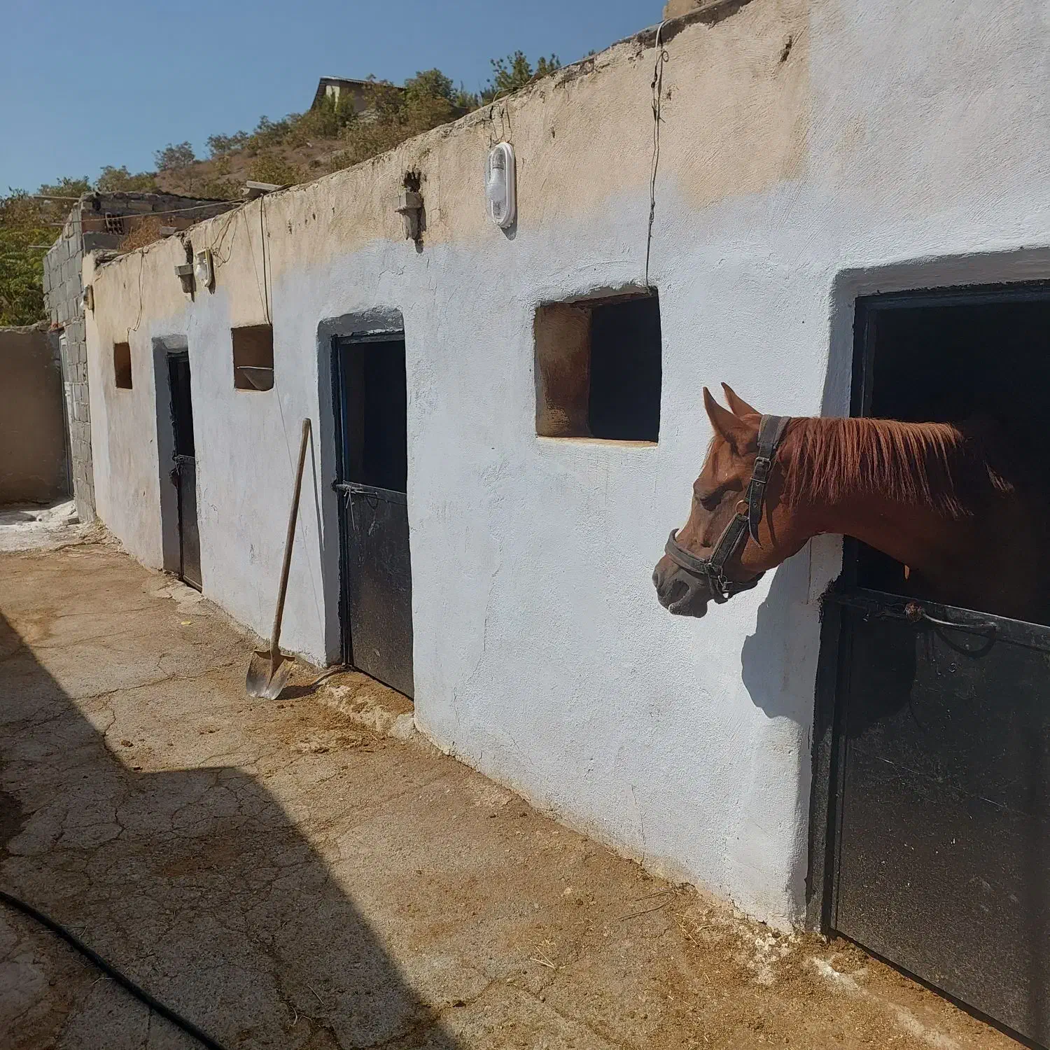 پانسیون و نگهداری اسب|اسب و تجهیزات اسب‌سواری|کوهسار (البرز), |دیوار