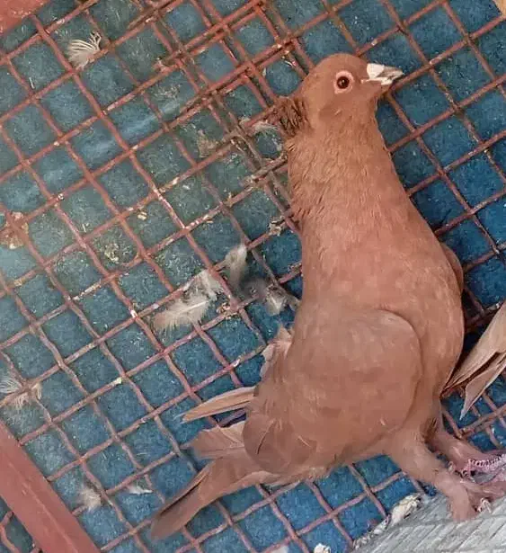 کبوتر پلنگ|پرنده|یزدان شهر, |دیوار