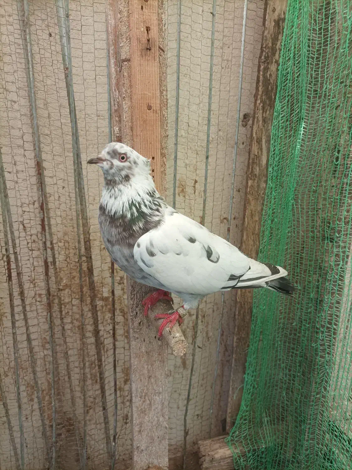 کبوتر|پرنده|رودسر, |دیوار