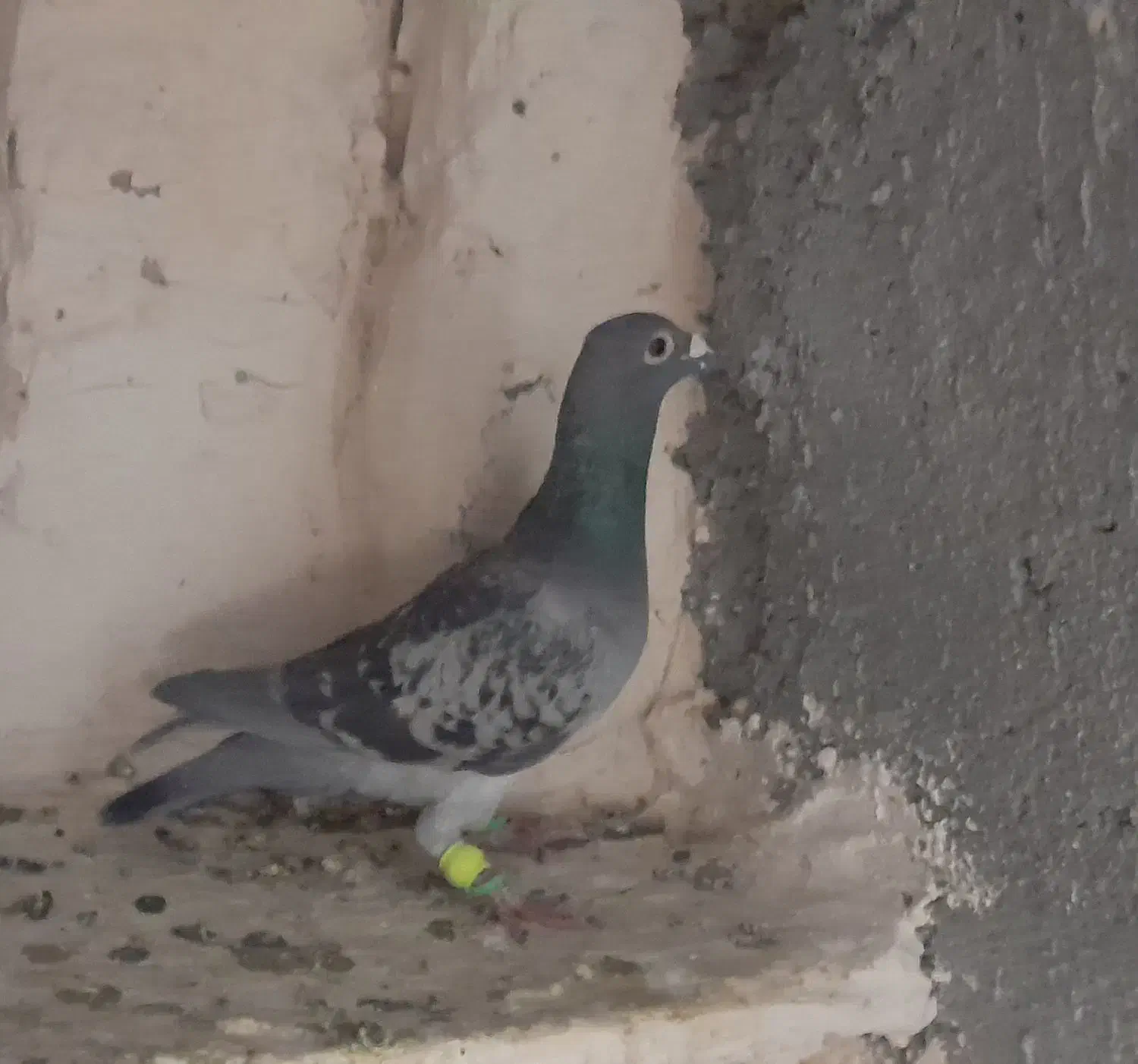 کبوتر فروشی|پرنده|تربت‌حیدریه, پائین ولایت|دیوار