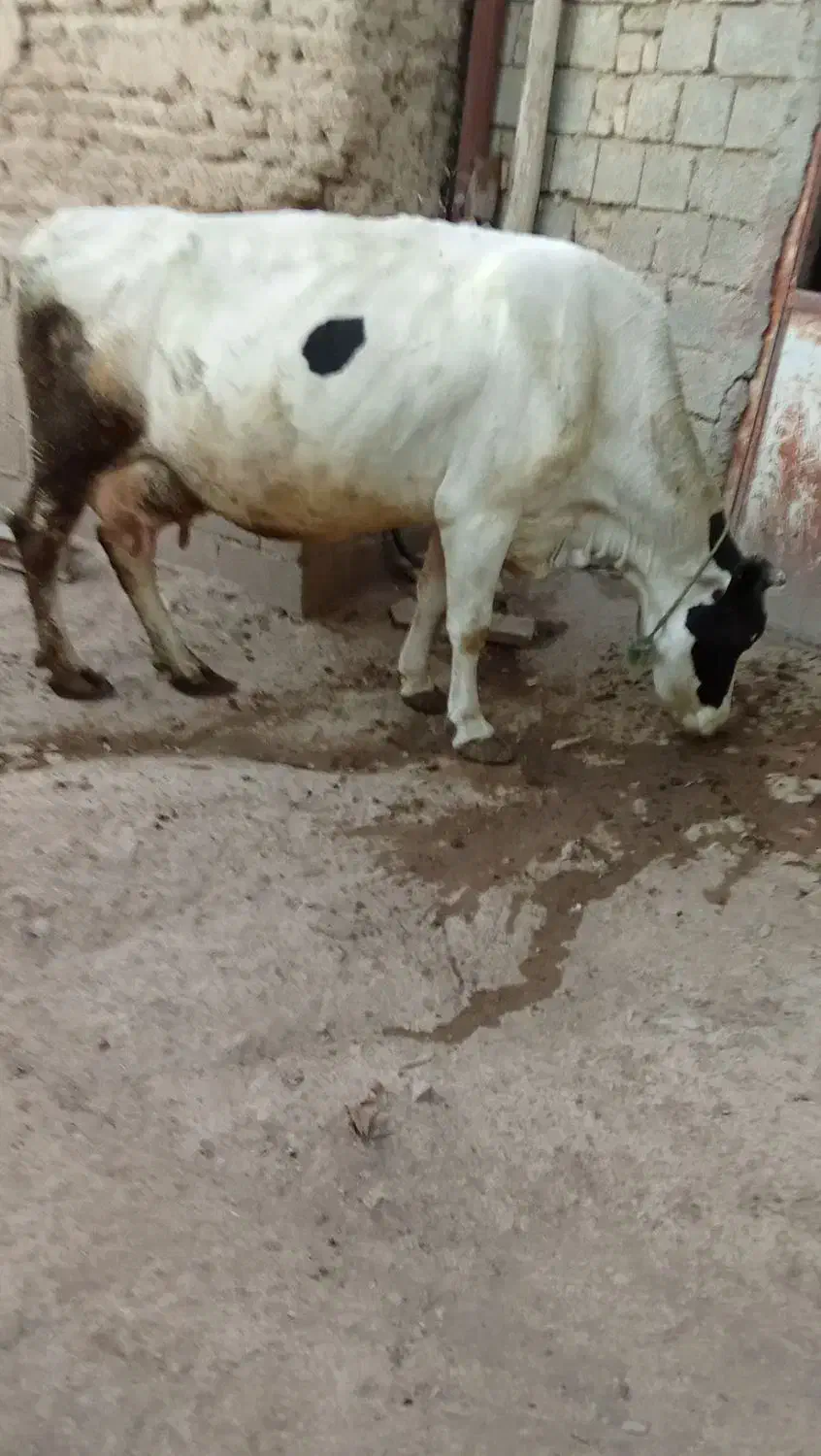 گاو شیری با گوساله|حیوانات مزرعه|امام, |دیوار