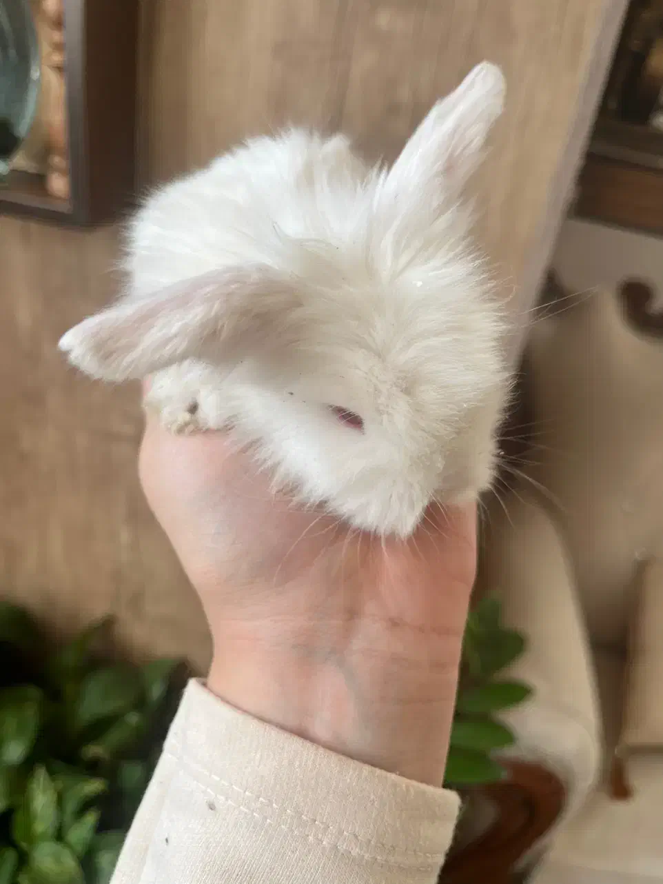 بچه خرگوش لوپ|موش و خرگوش|کرمان, |دیوار