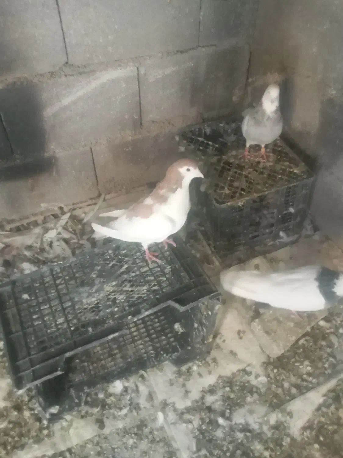 سه عددکبوتر|پرنده|همدان, |دیوار