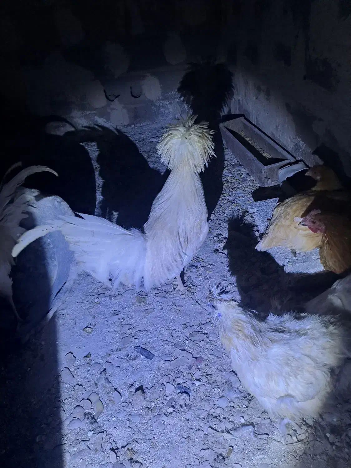 ۴عدد مرغ خروس زینتی|حیوانات مزرعه|باسمنج, |دیوار