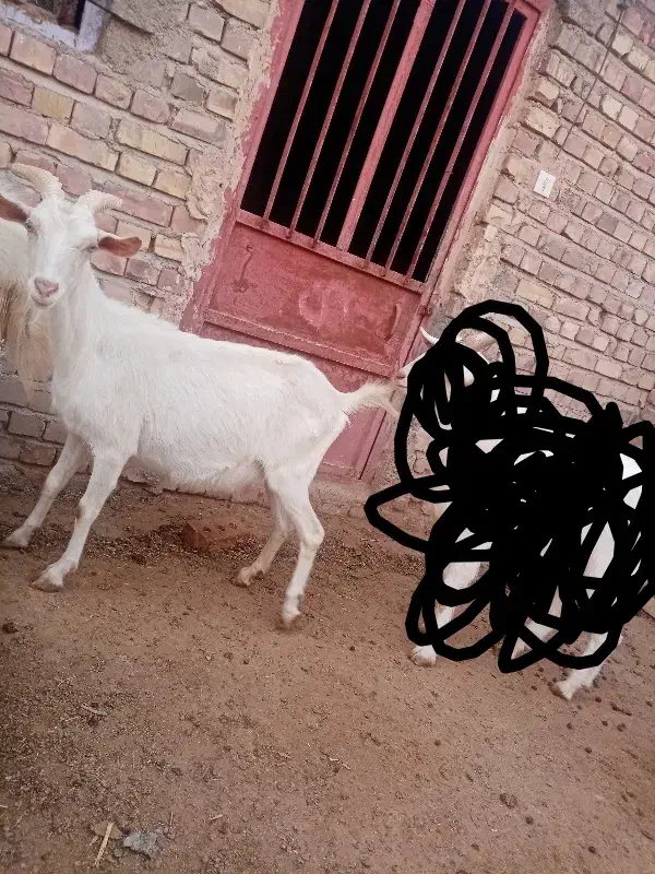 بز سانن|حیوانات مزرعه|تایباد, |دیوار